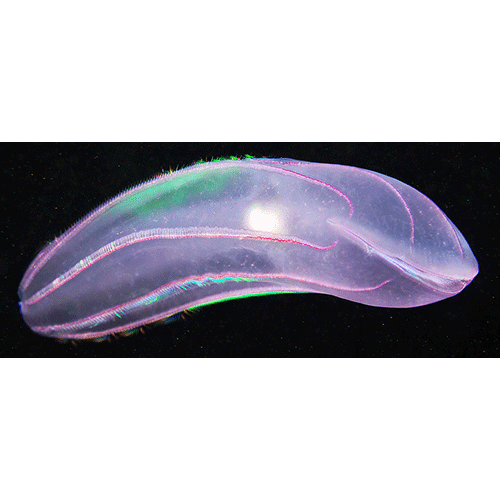 Семейство Beroidae  фото