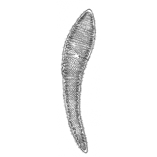 Семейство Bertiliellidae  фото