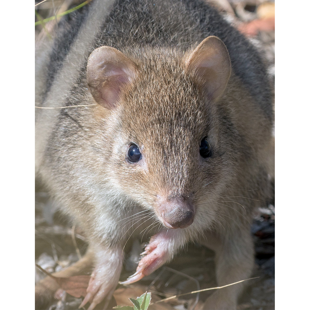 Короткомордый кенгуру (Bettongia gaimardi) Фото №10