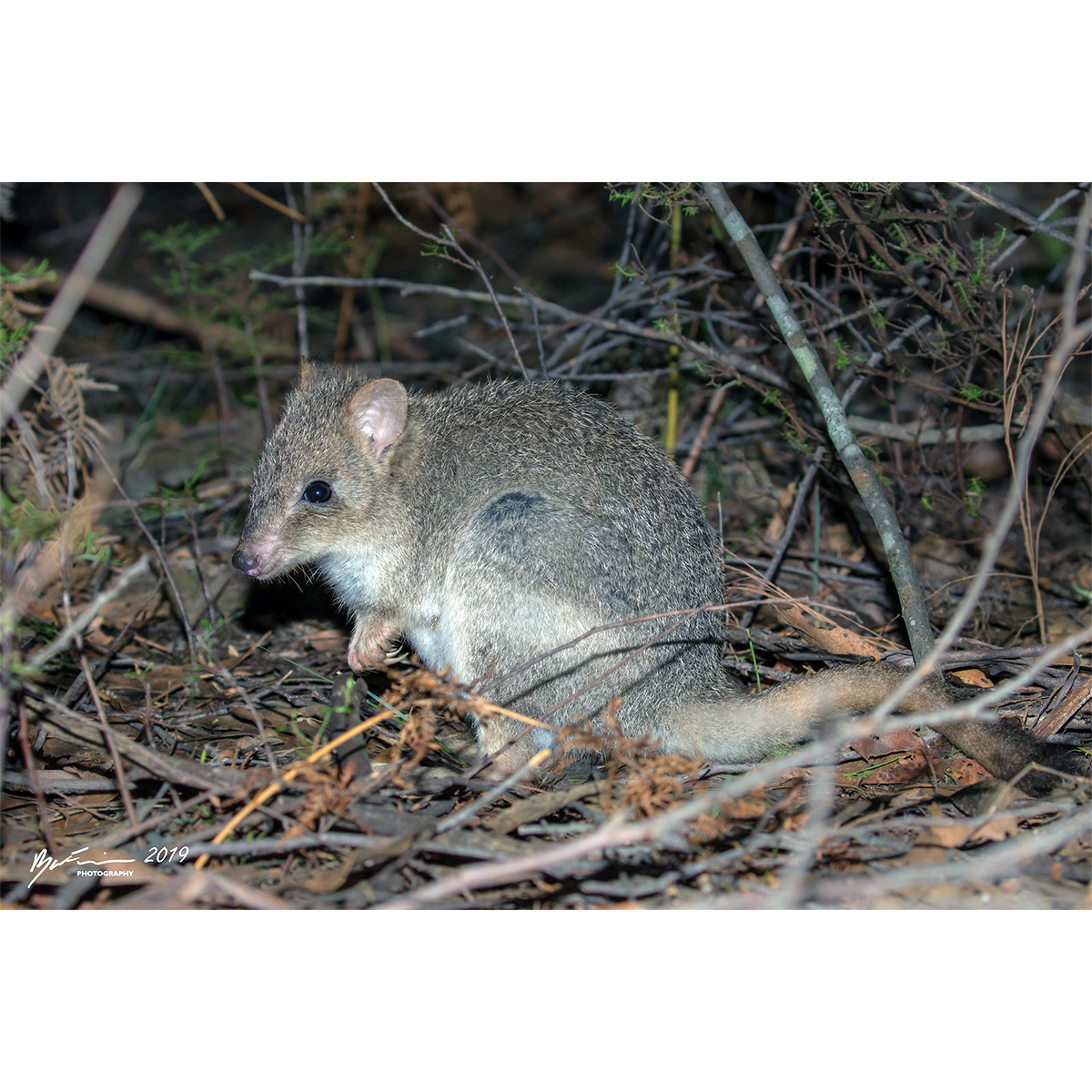 Короткомордый кенгуру (Bettongia gaimardi) Фото №4