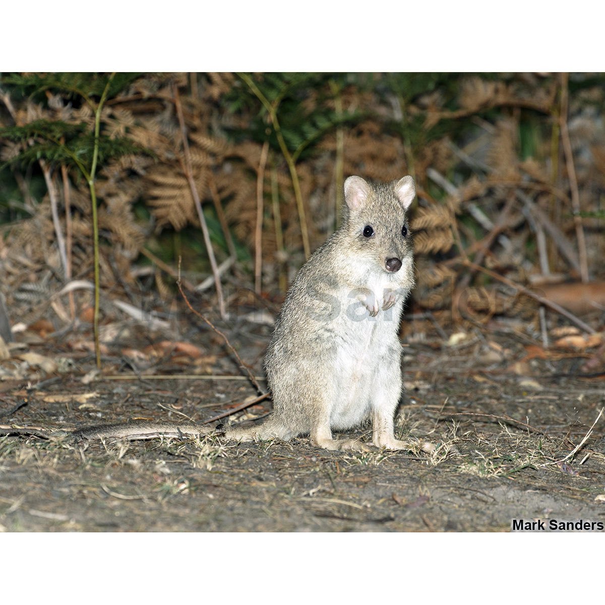 Короткомордый кенгуру (Bettongia gaimardi) Фото №5