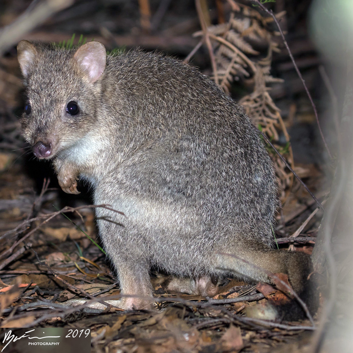 Короткомордый кенгуру (Bettongia gaimardi) Фото №7