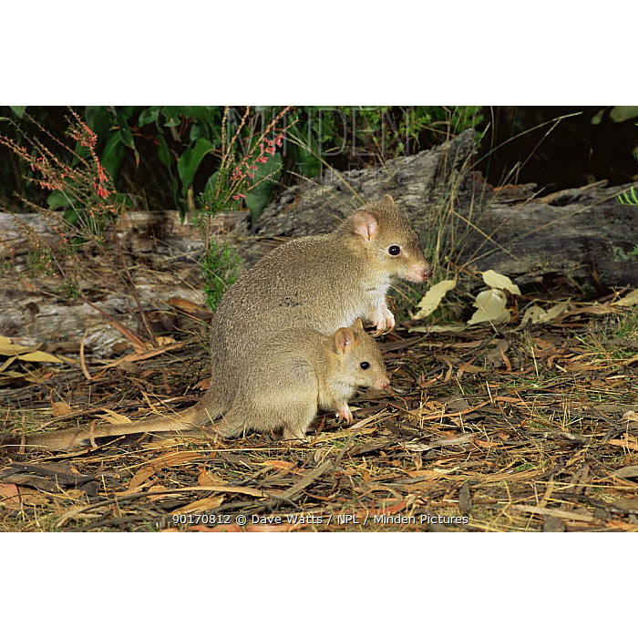 Короткомордый кенгуру (Bettongia gaimardi) Фото №8