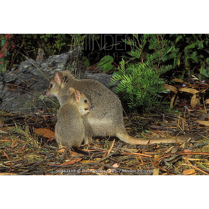 Короткомордый кенгуру (Bettongia gaimardi) Фото №9