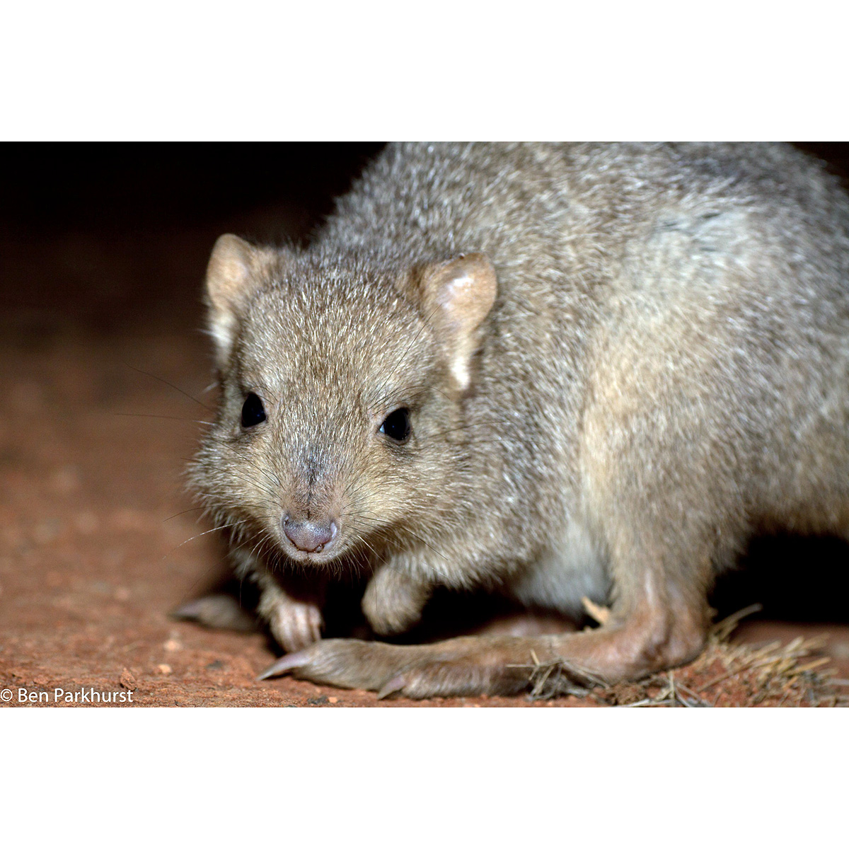 Кистехвостый кенгуру (Bettongia lesueur) Фото №10