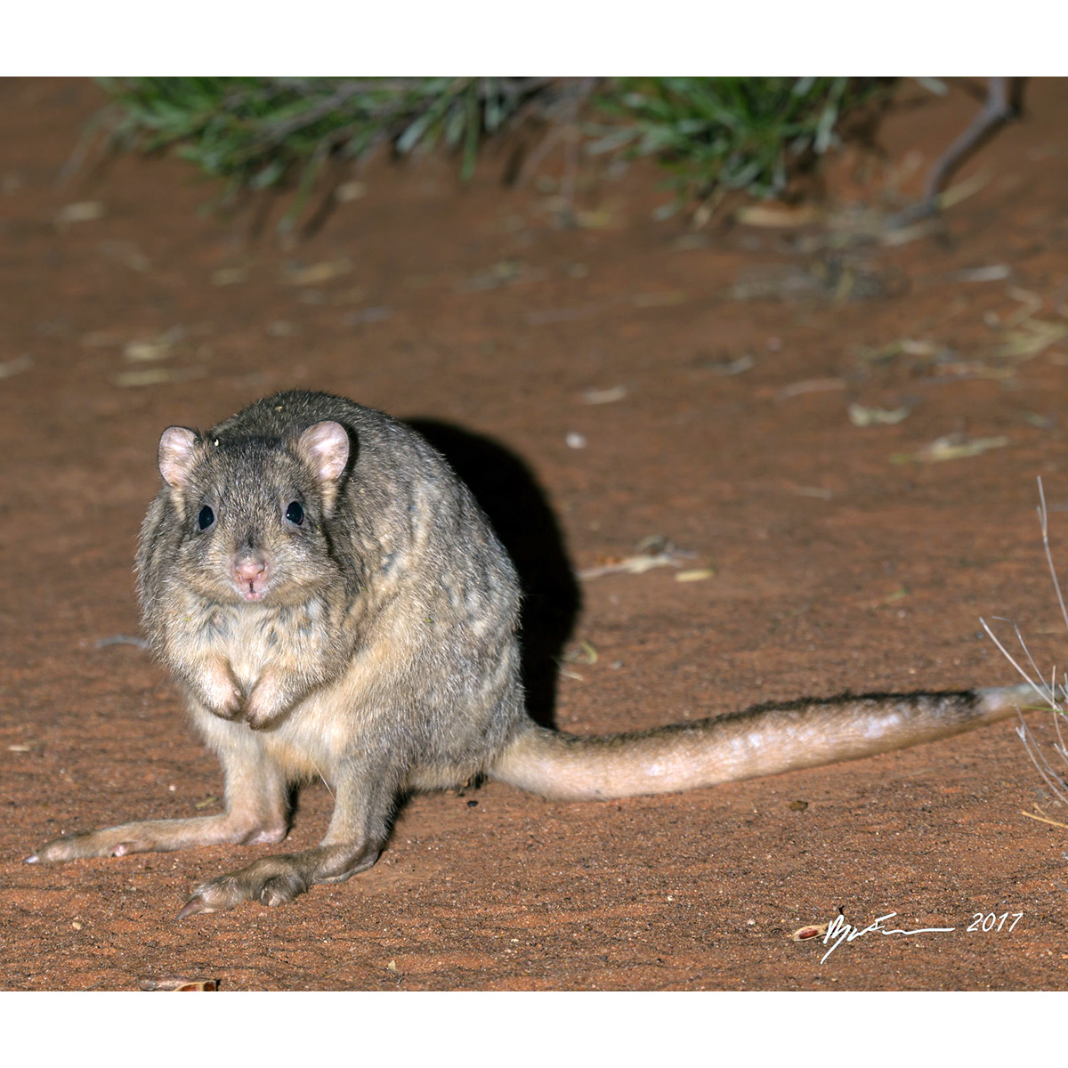 Кистехвостый кенгуру (Bettongia lesueur) Фото №2