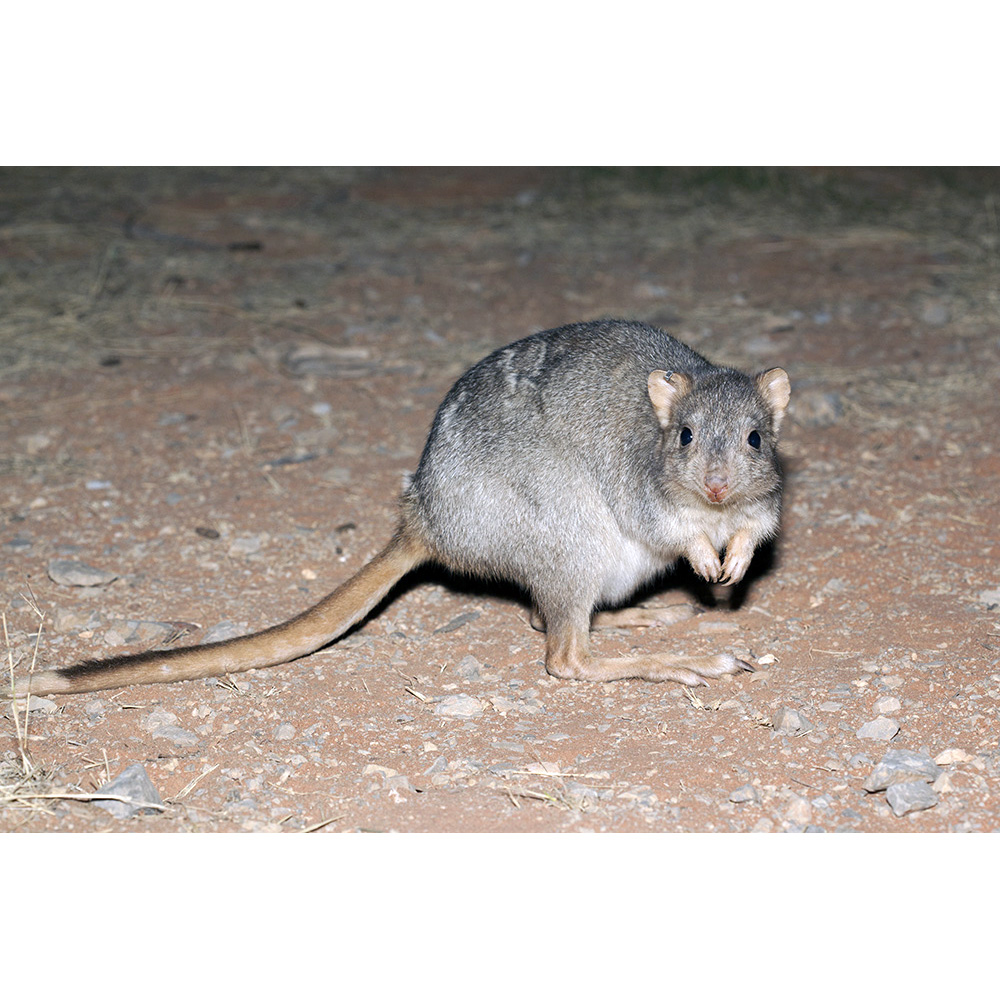Кистехвостый кенгуру (Bettongia lesueur) Фото №3