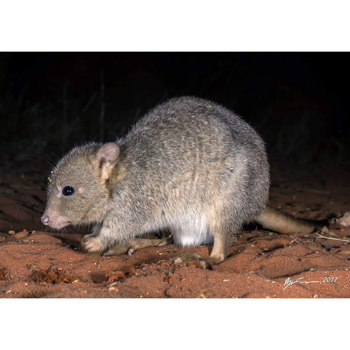 Кистехвостый кенгуру (Bettongia lesueur) Фото №4
