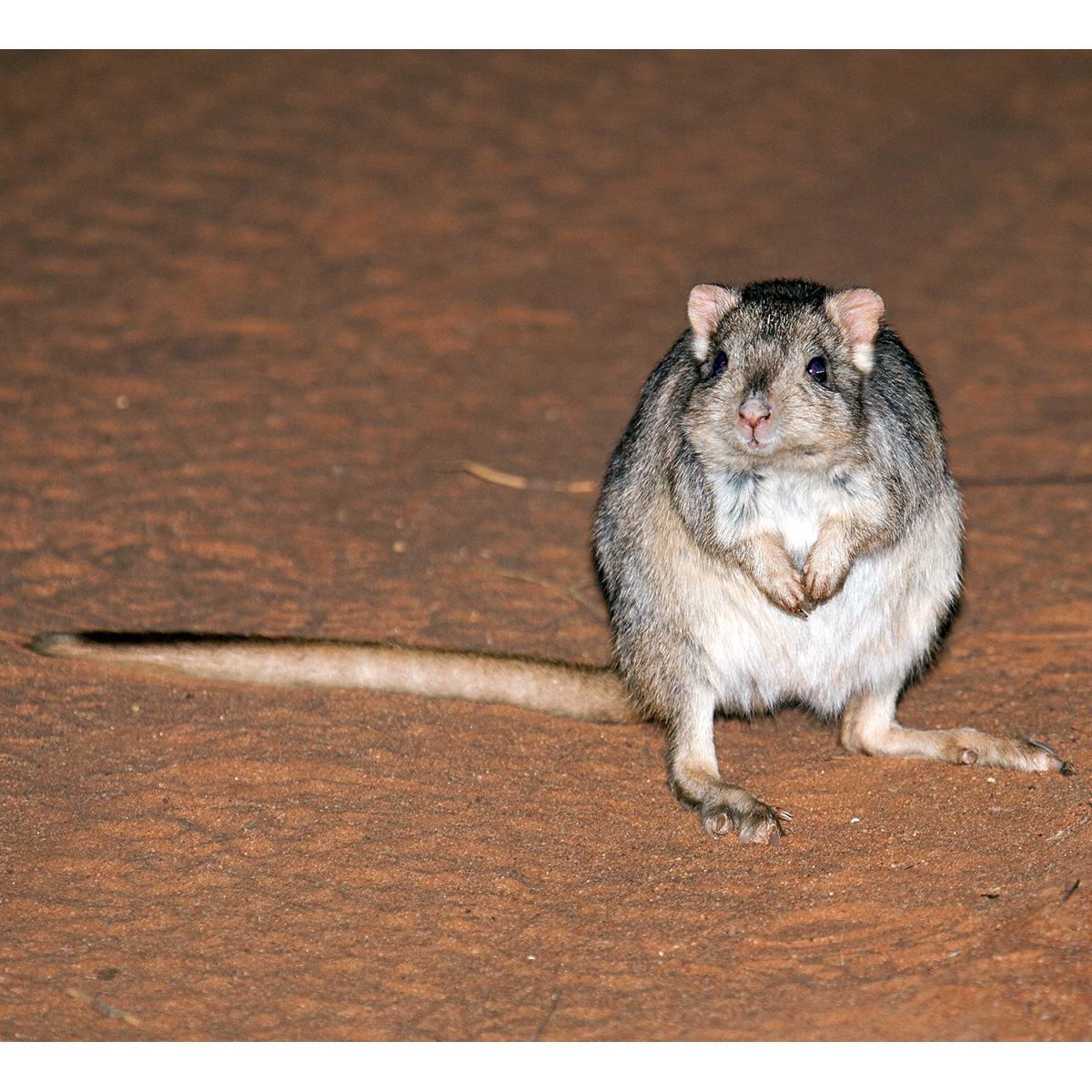 Кистехвостый кенгуру (Bettongia lesueur) Фото №5
