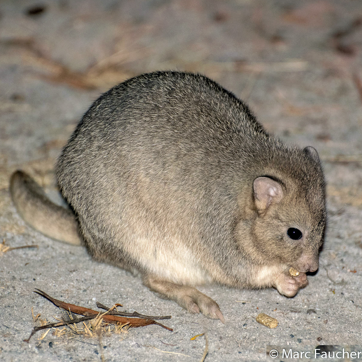 Кистехвостый кенгуру (Bettongia lesueur) Фото №6