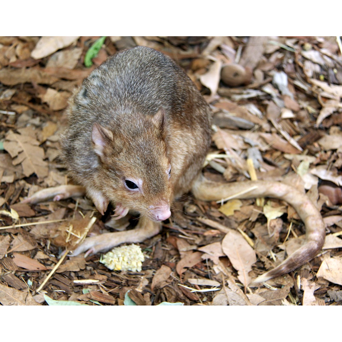Кистехвостый кенгуру (Bettongia lesueur) Фото №7