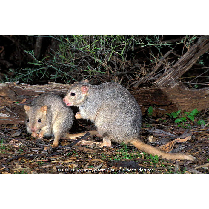 Кистехвостый кенгуру (Bettongia lesueur) Фото №8