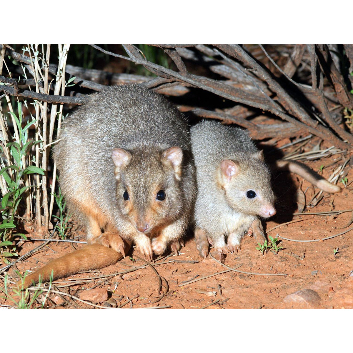Кистехвостый кенгуру (Bettongia lesueur) Фото №9