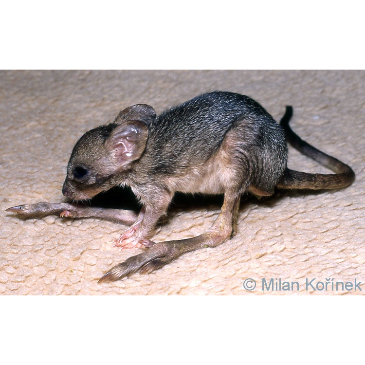 Гребнехвостый кенгуру (Bettongia penicillata) Фото №10