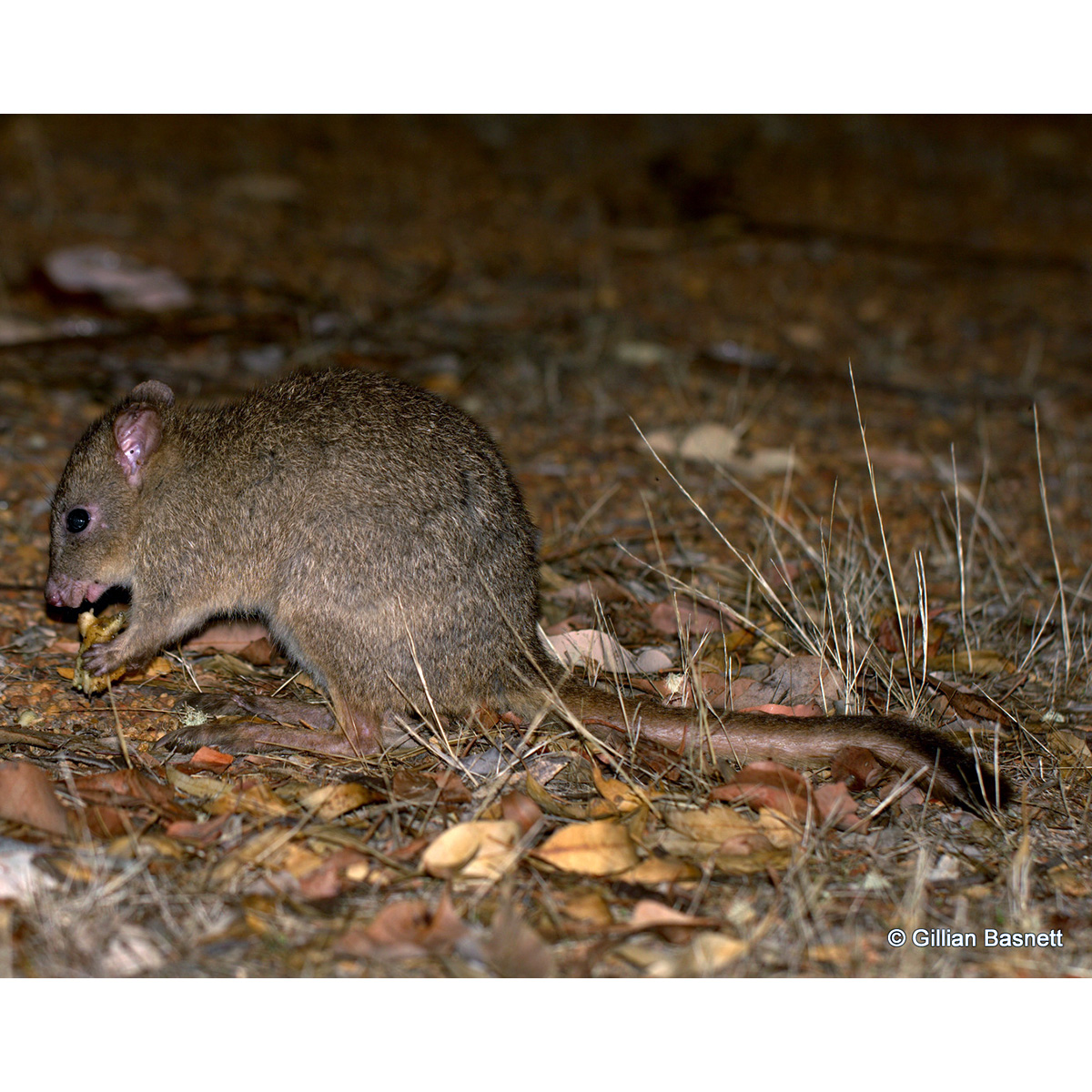Гребнехвостый кенгуру (Bettongia penicillata) Фото №2