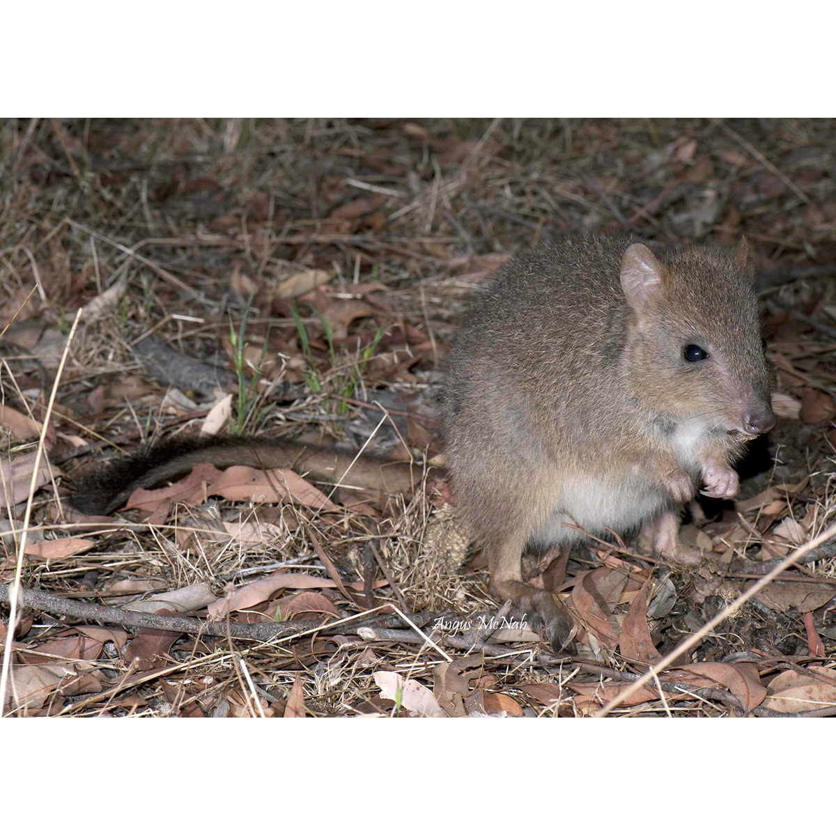 Гребнехвостый кенгуру (Bettongia penicillata) Фото №3