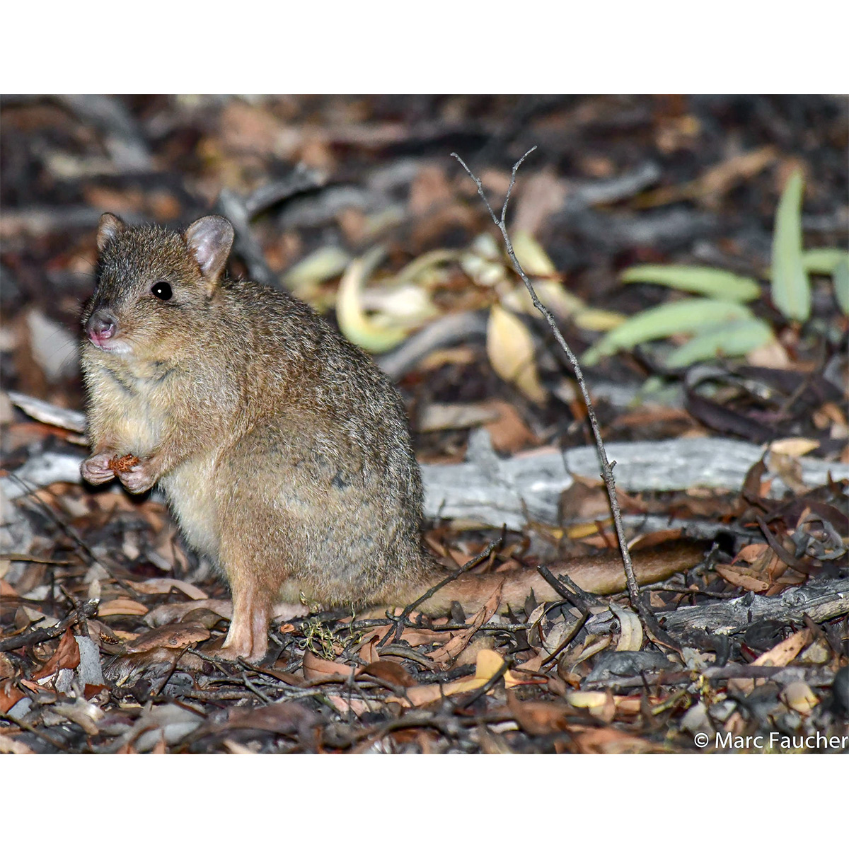 Гребнехвостый кенгуру (Bettongia penicillata) Фото №4