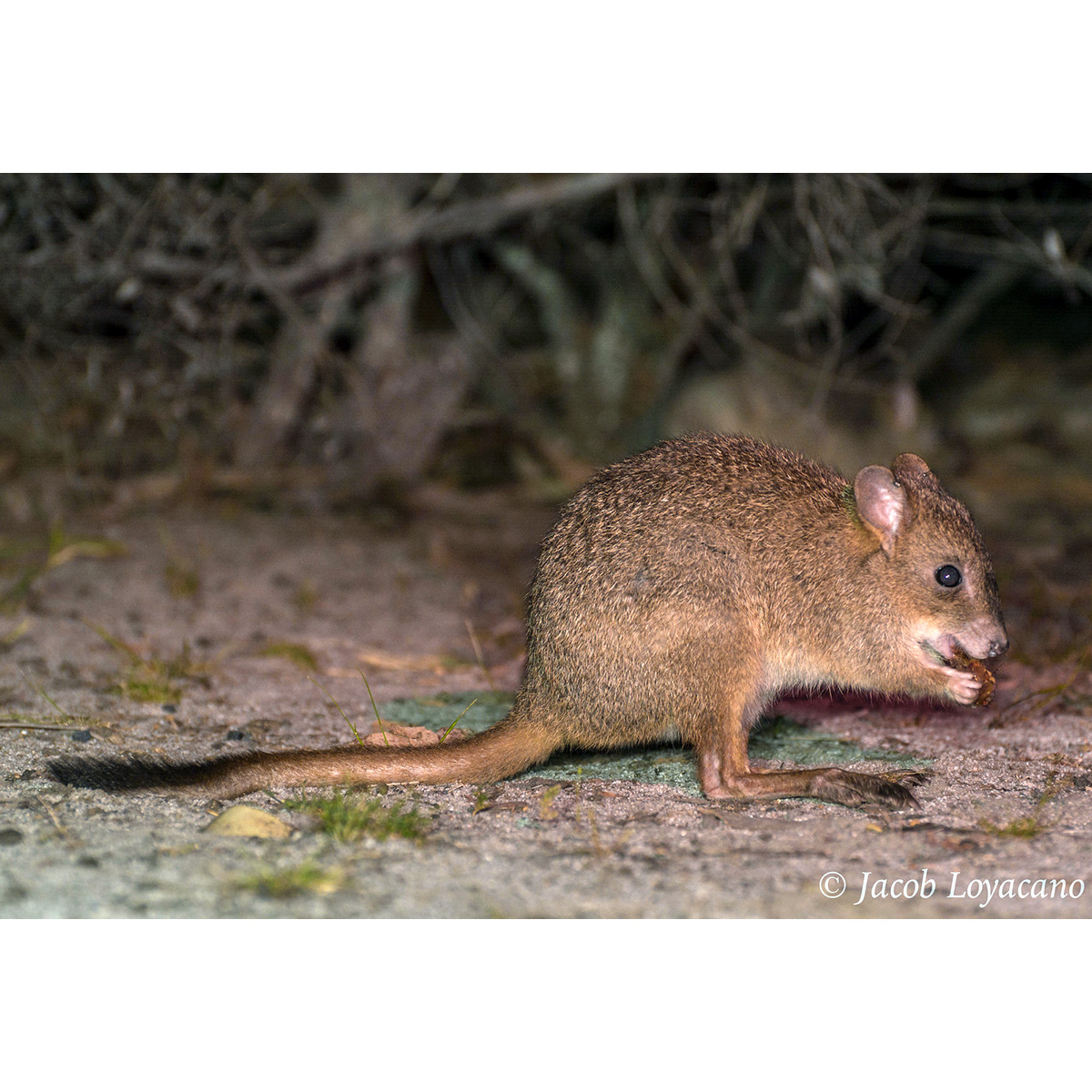 Гребнехвостый кенгуру (Bettongia penicillata) Фото №5