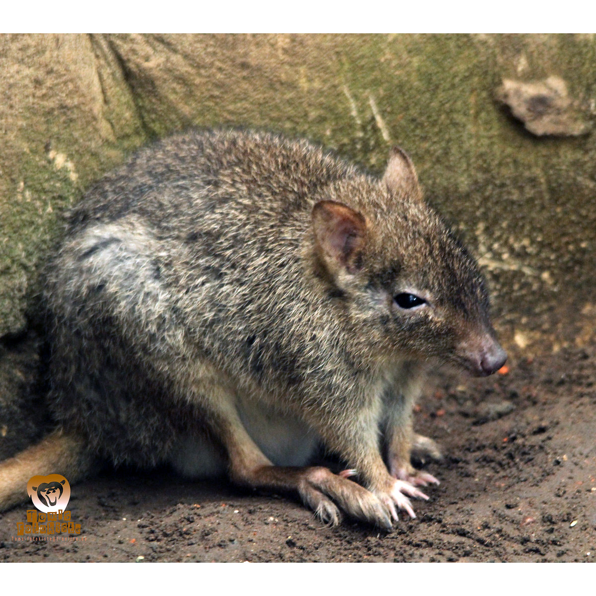 Гребнехвостый кенгуру (Bettongia penicillata) Фото №6