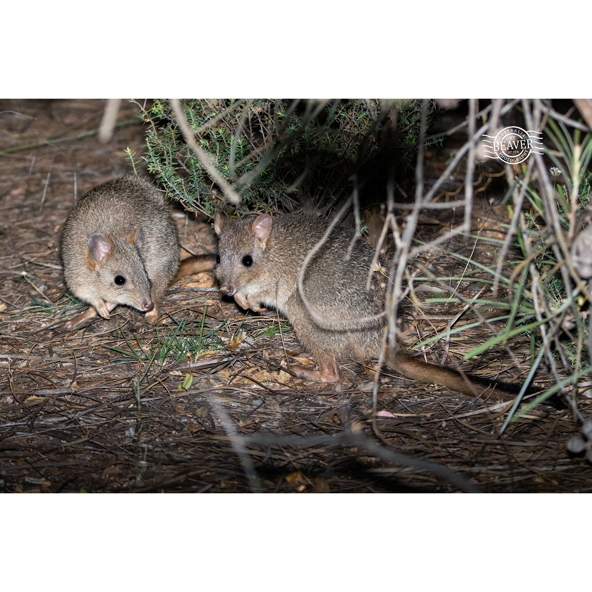 Гребнехвостый кенгуру (Bettongia penicillata) Фото №8