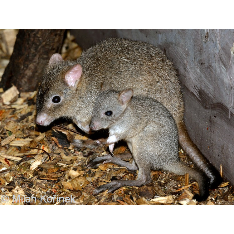 Гребнехвостый кенгуру (Bettongia penicillata) Фото №9