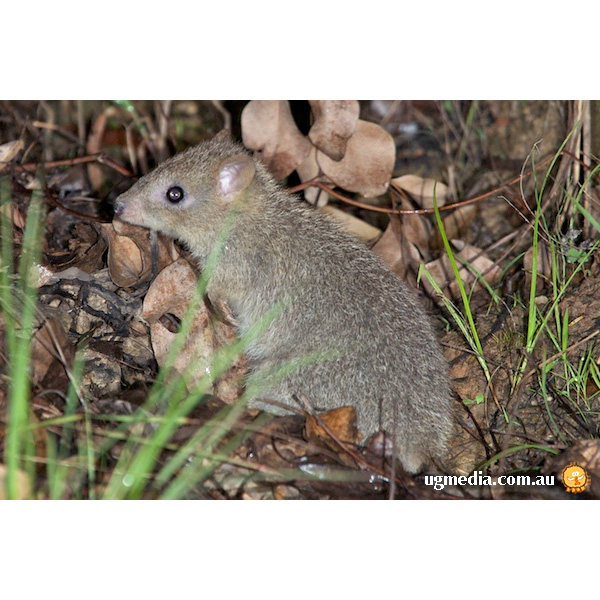 Northern Bettong (Bettongia tropica) Фото №6