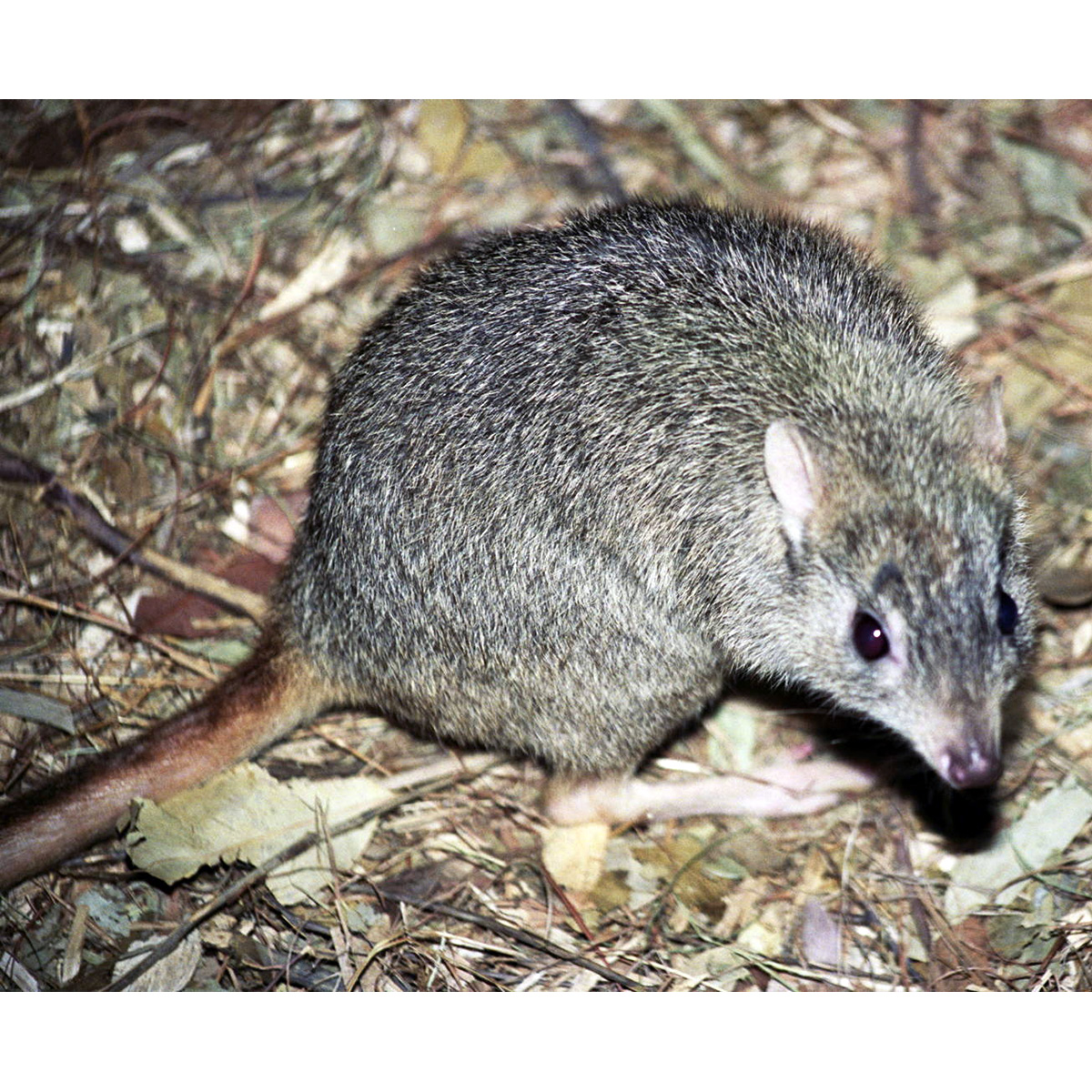 Northern Bettong (Bettongia tropica) Фото №7
