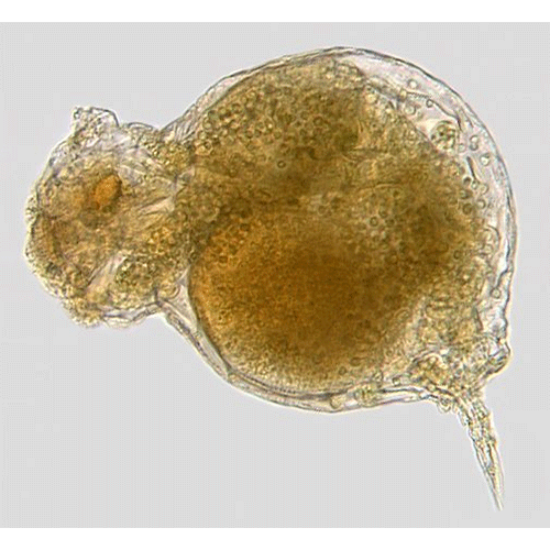 Семейство Birgeidae  фото
