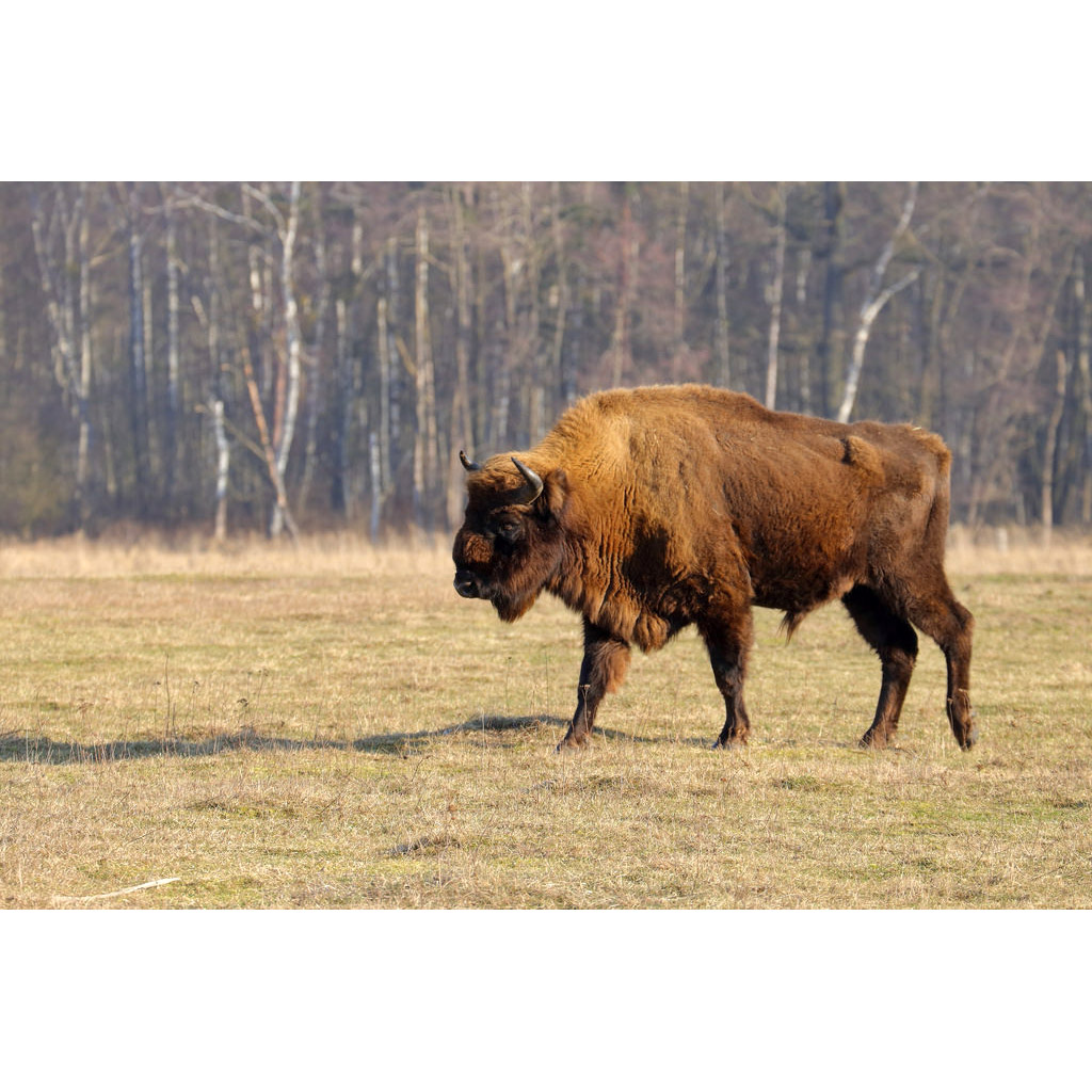Bison bonasus Фото №2