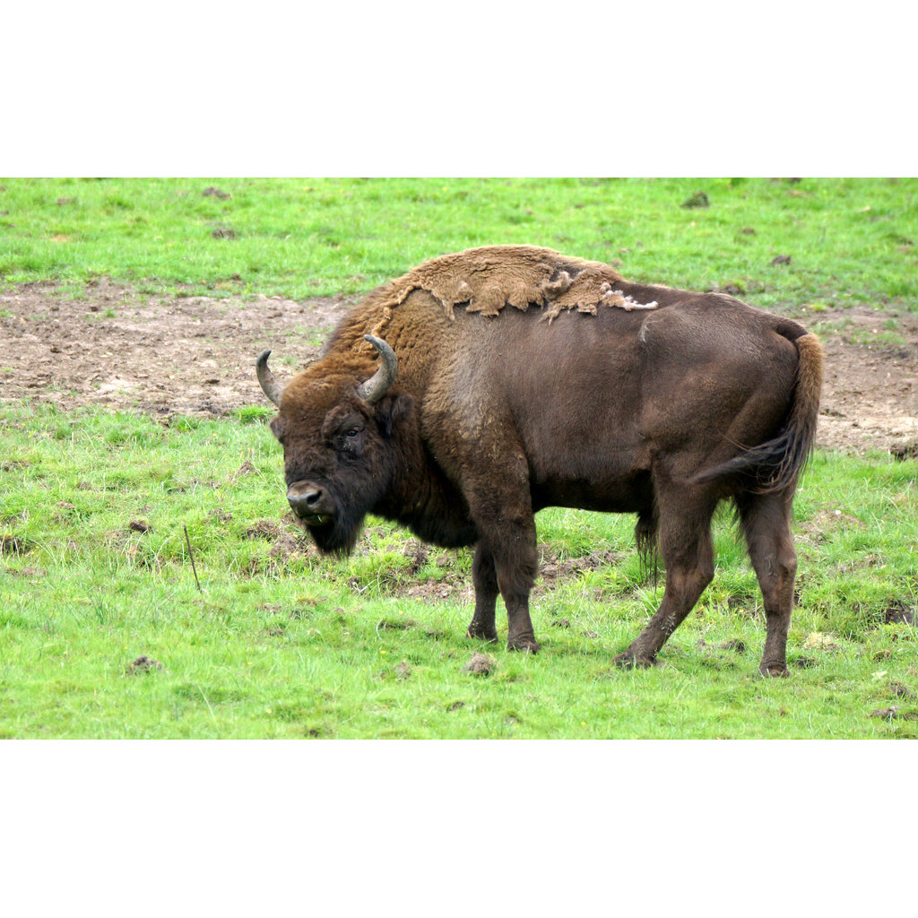 Bison bonasus Фото №3