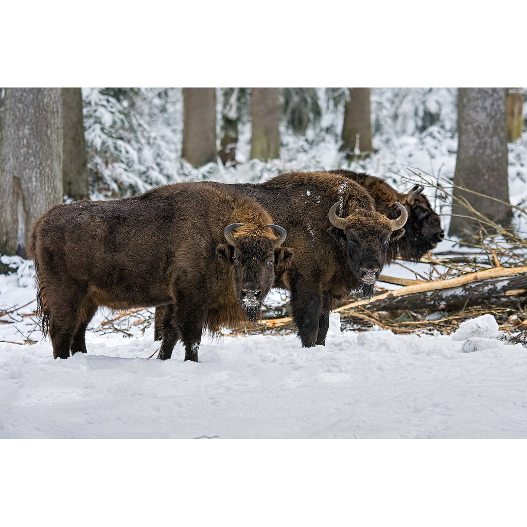 Bison bonasus Фото №4