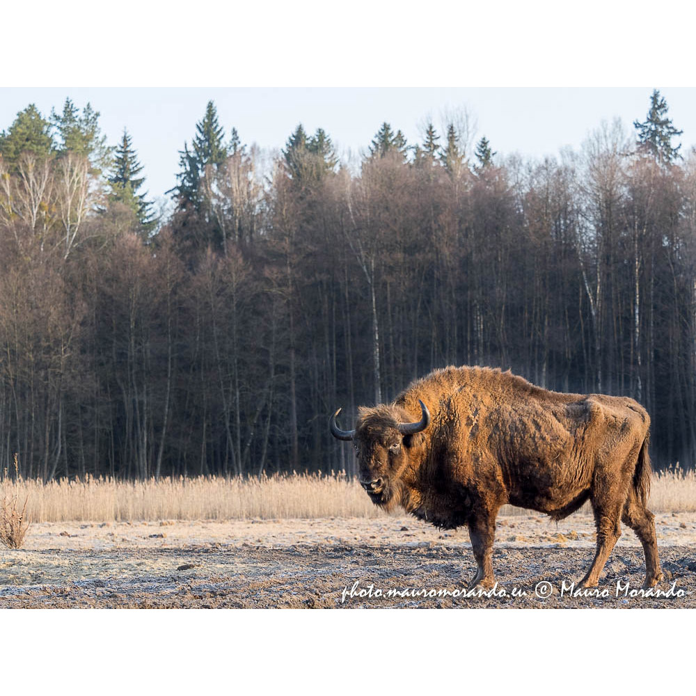 Bison bonasus Фото №5