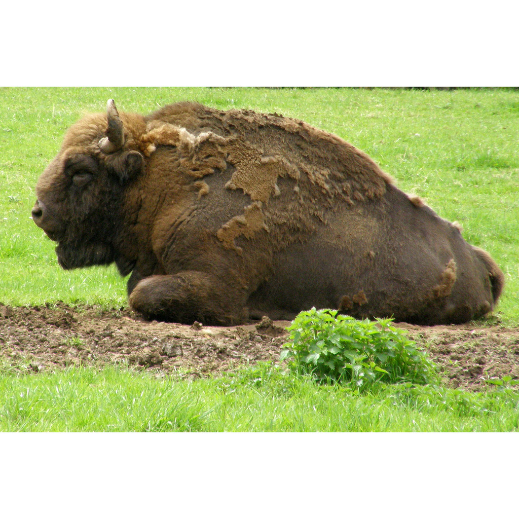 Bison bonasus Фото №7