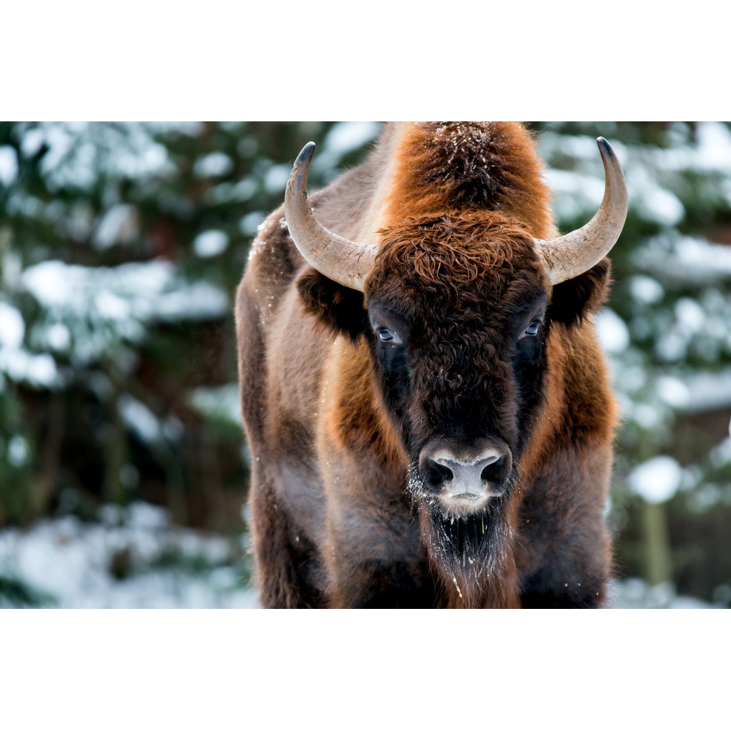 Bison bonasus Фото №8