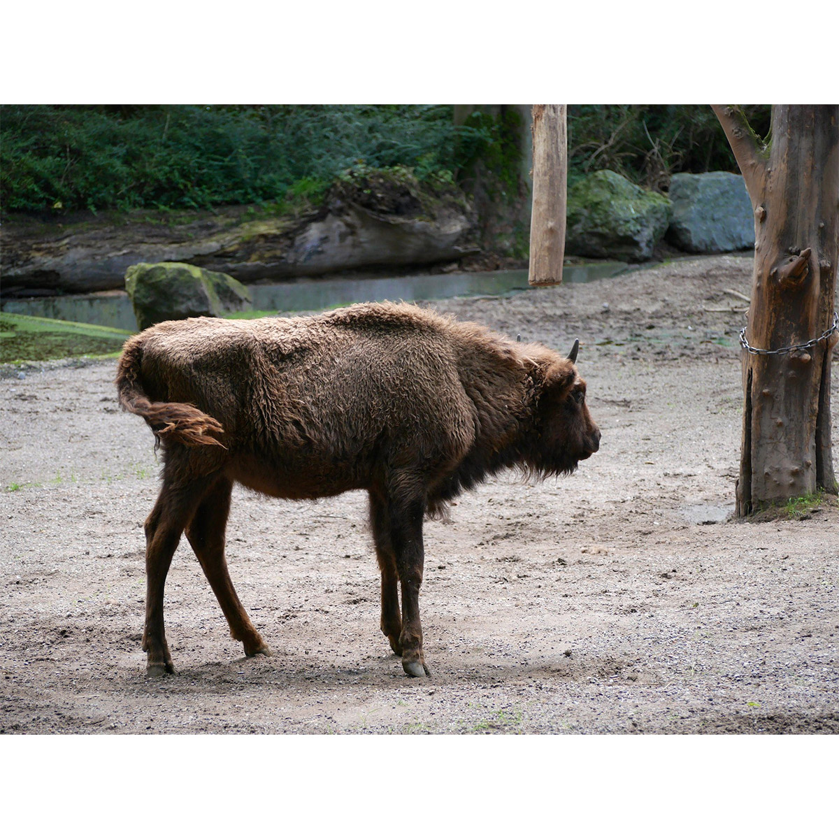 Bison bonasus Фото №9