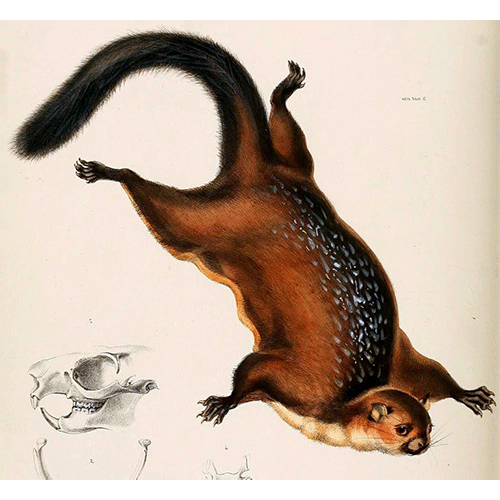 Род Biswamoyopterus  фото