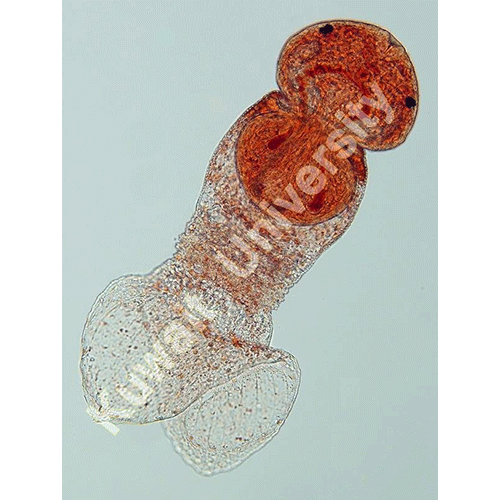 Семейство Bivesiculidae фото