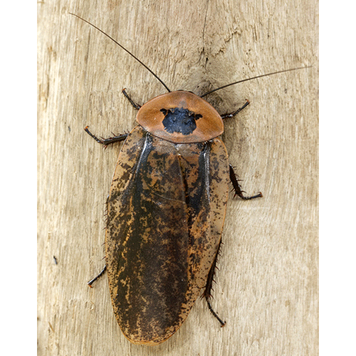 Семейство Blaberoidea фото