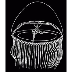 Семейство Blackfordiidae  фото