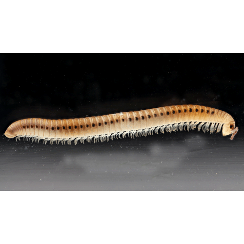 Семейство Blaniulidae фото