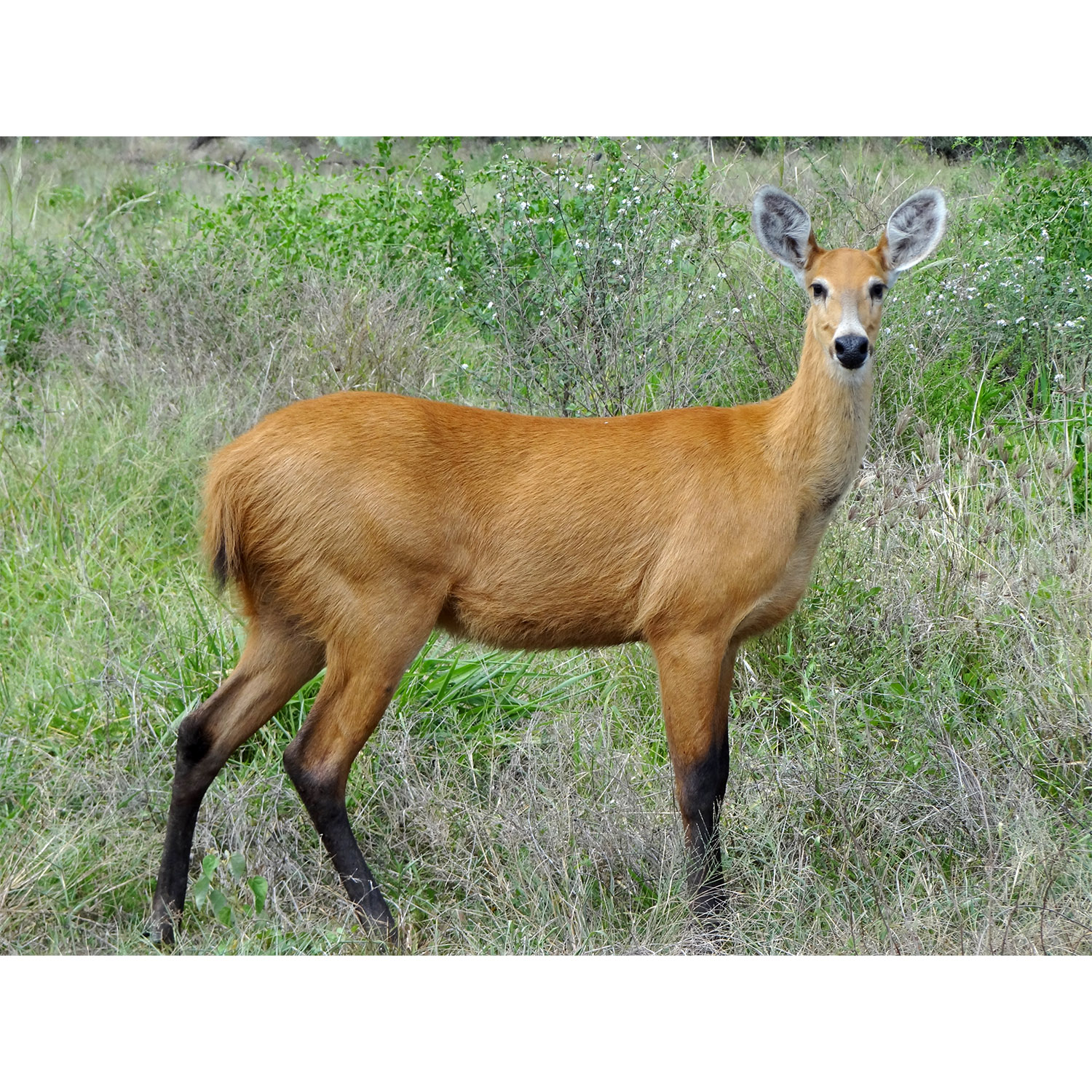 Blastocerus dichotomus Фото №2