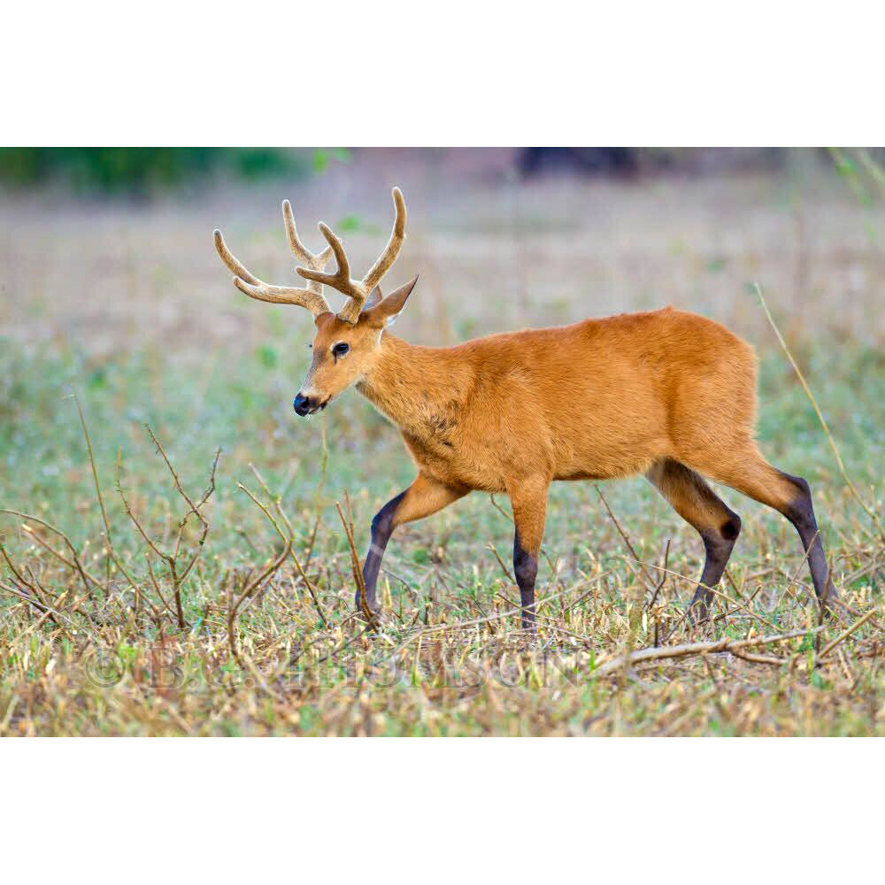 Blastocerus dichotomus Фото №3