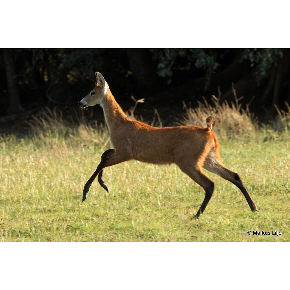 Blastocerus dichotomus Фото №4