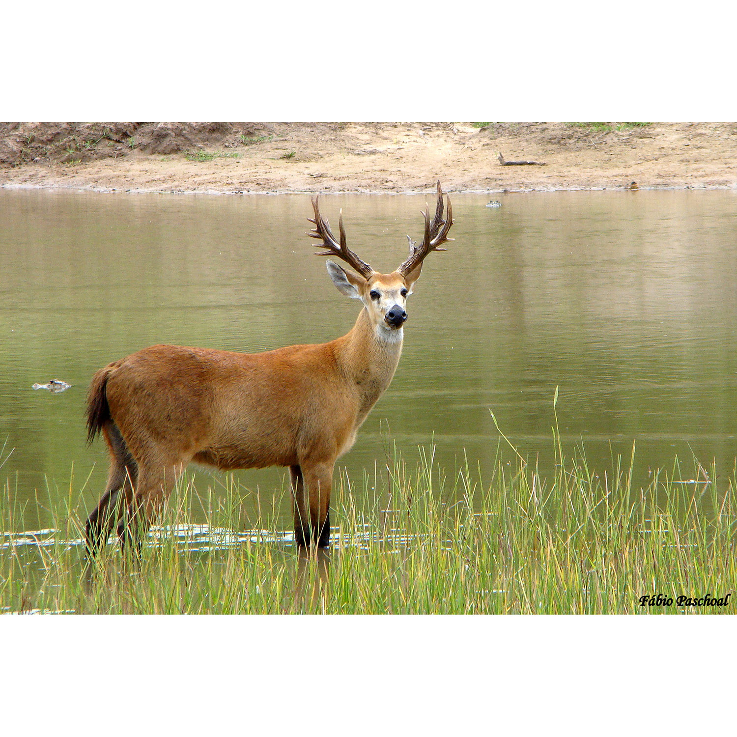 Blastocerus dichotomus Фото №5