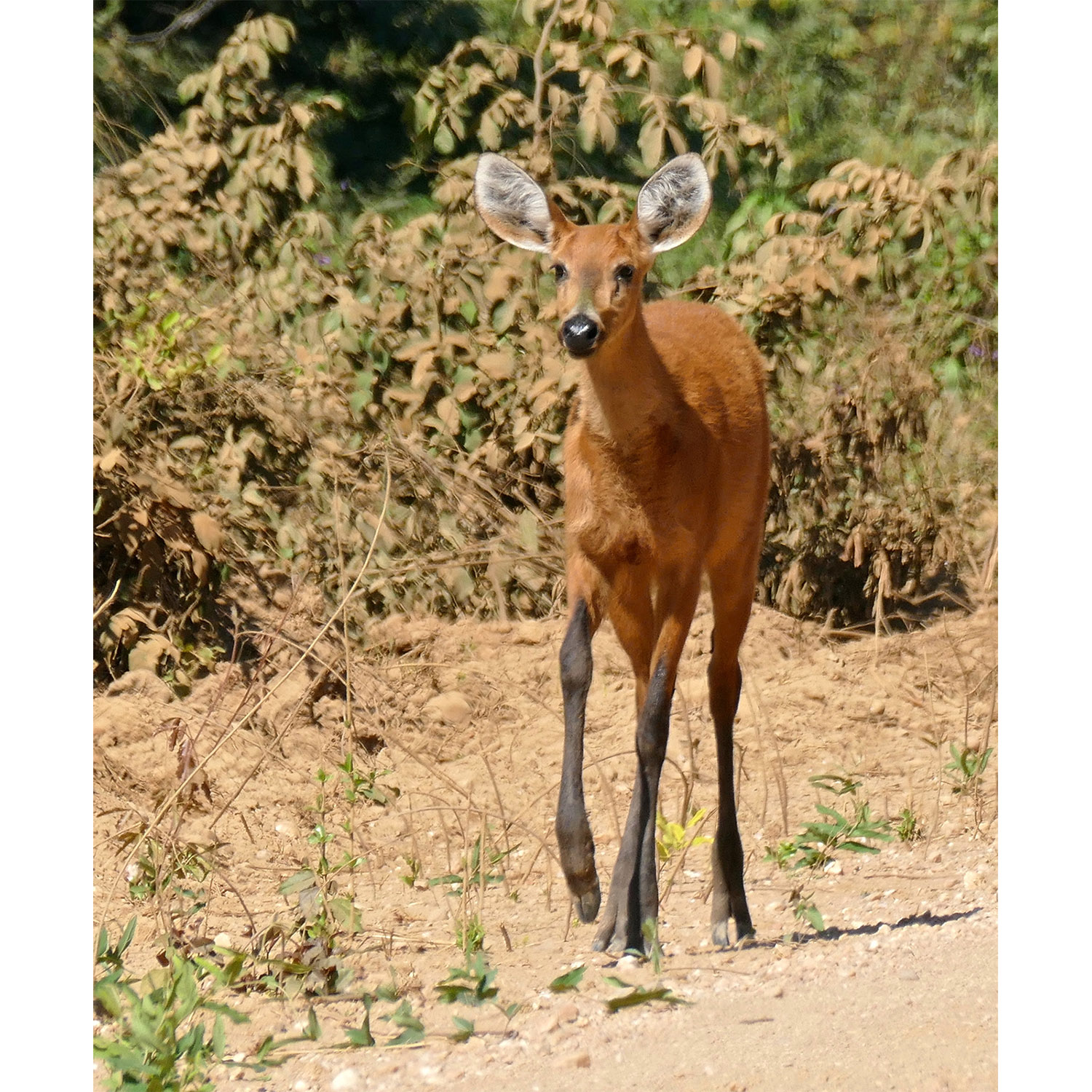 Blastocerus dichotomus Фото №6