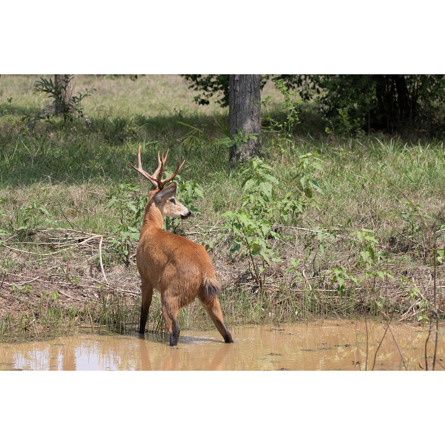Blastocerus dichotomus Фото №7