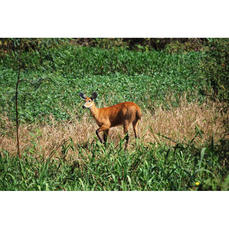 Blastocerus dichotomus Фото №9