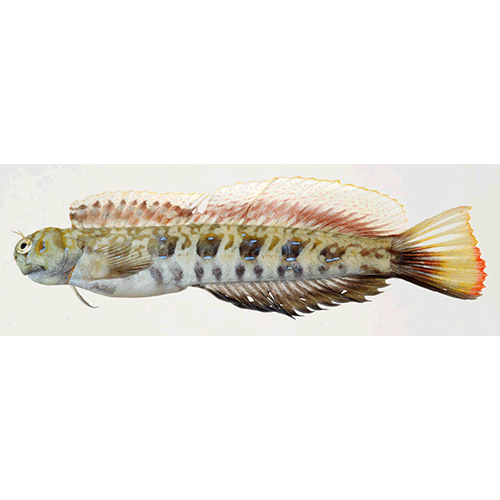 Род Blenniella фото