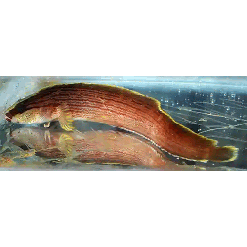 Род Blennophis фото