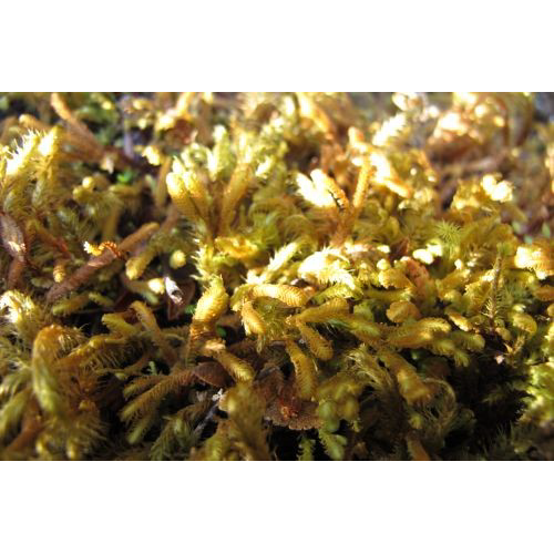 Семейство Blepharidophyllaceae фото